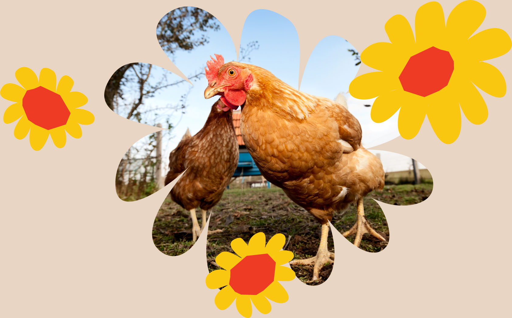II. The Role of Hens in Soil Health